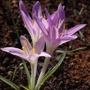 Colchicum parlatoris